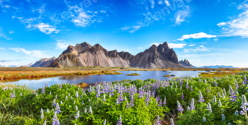 Preview: Amazing sunny day and lupine flowers on Stokksnes cape in Iceland.