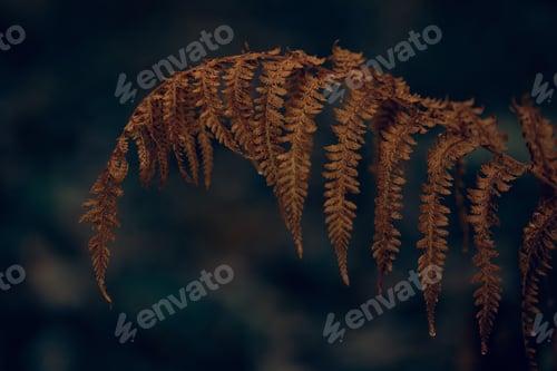 Preview: dark moody faded autumn leaf background, brown fall plants decay