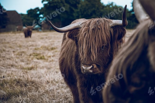 Preview: Selective shot of Highland cow (Bos Taurus Taurus) with long horns, a long shaggy coat in a pasture