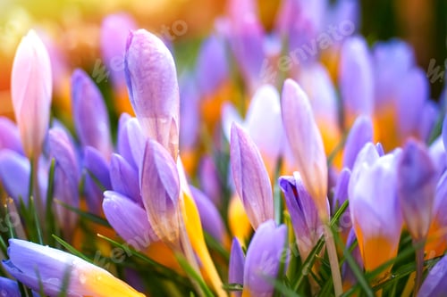 Preview: PURPLE CROCUS - SPRING FLOWERS. FLOWERS MACRO. MULTICOLORED NATURE