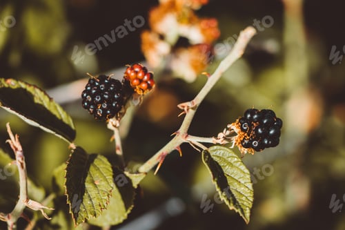 Preview: Blackberries. Seasonal fruit. Close-up. Selective focus. Macro. Bokeh background.