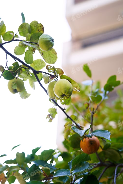 Preview: Green quince hanging on tree branches next to orange persimmon in the garden