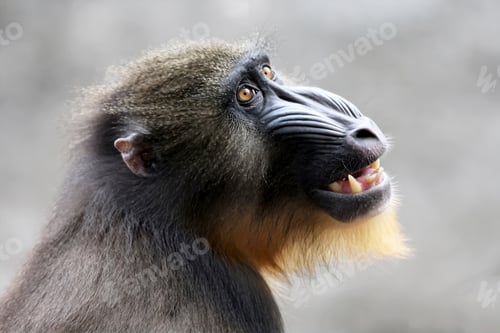 Preview: close up mandrill monkey (Mandrillus sphinx)
