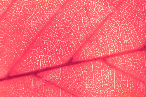 Preview: Macro photo of autumn foliage. pink texture background.