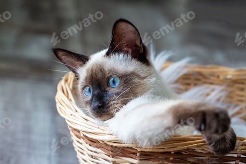 Preview: Cute kitten siamese cat indoor
