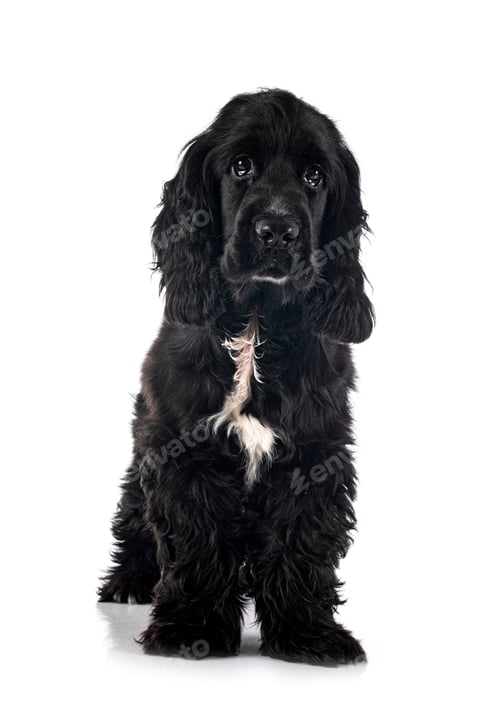 Preview: English Cocker Spaniel