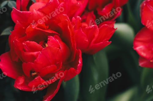 Preview: Red tulips blooming in the spring garden