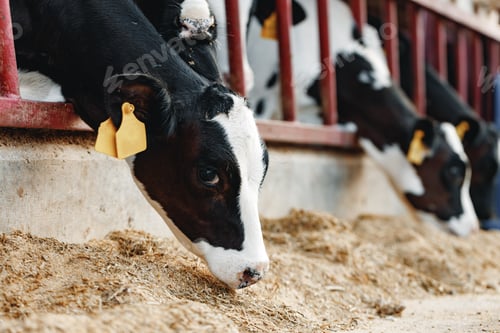Preview: Cows standing in a stall and eating hay