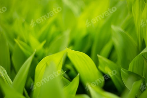 Preview: Closeup photography of the green leafs. Defocused background.