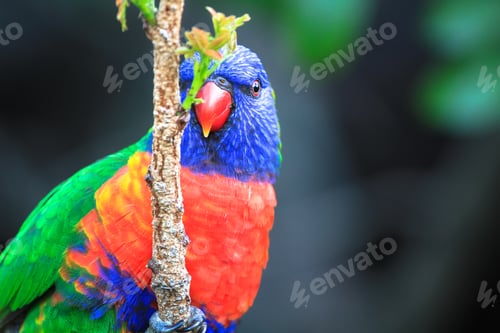Preview: Rainbow Lorikeet Peeks Around a Branch in Australia