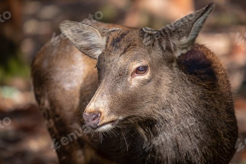 Preview: Closeup image of a wild deer in the park