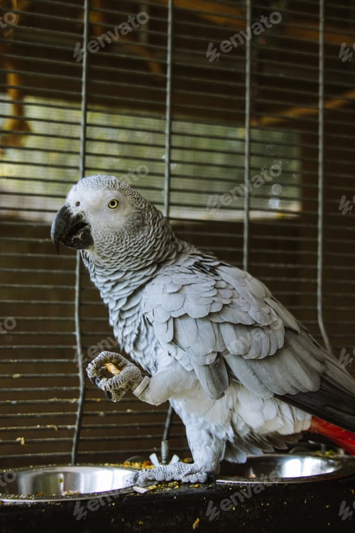 Preview: Parrot