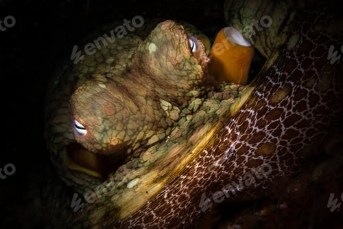 Preview: Octopus Eyes