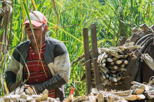 Preview: farmer holding the cut cane with his hands to load his mule with sugar cane, for the processing