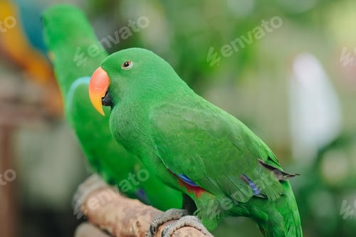 Preview: Exotic green parrot or parakeet with a yellow beak is perched on a ledge.