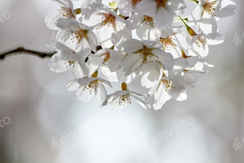 Preview: Beautiful White Cherry Blossom Bloom