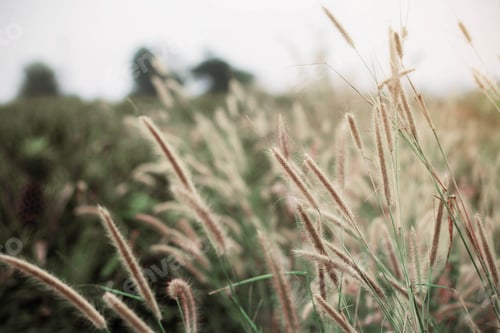 Preview: Grass on field
