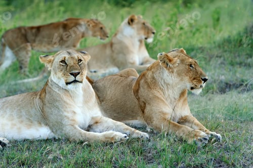 Preview: Lion