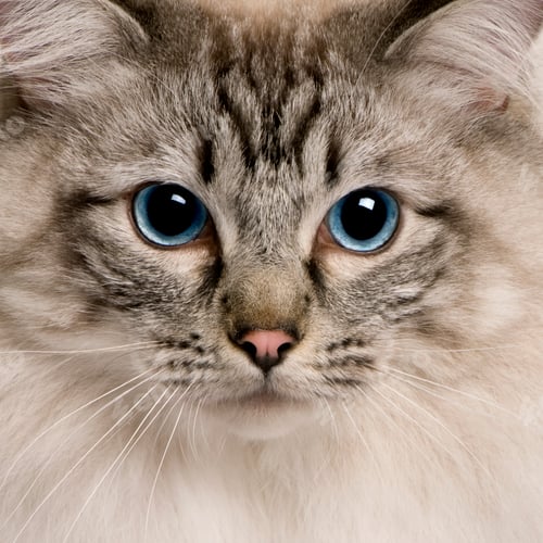 Preview: close up of a Ragdoll (2 years old)