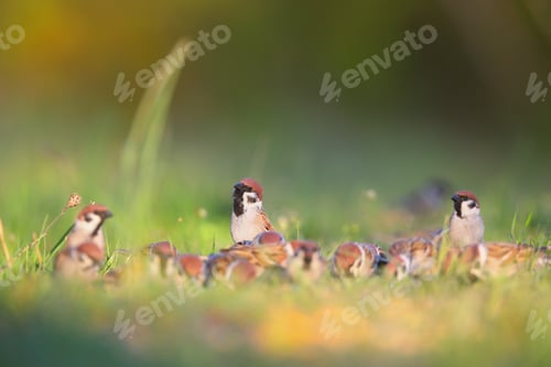 Preview: eurasian tree sparrows sitting on meadow in summer