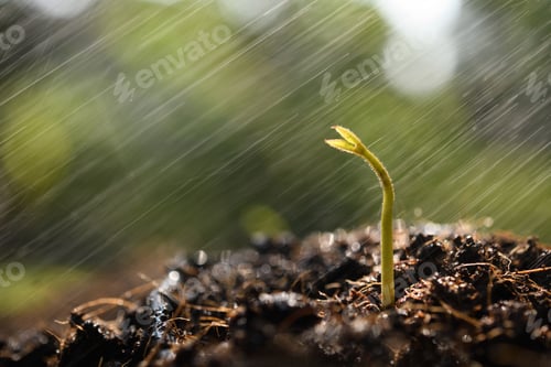 Preview: ััYoung plant