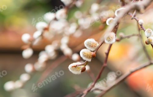 Preview: willow branches close-up in spring