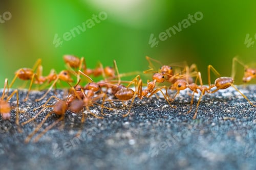 Preview: Red imported fire ant,Action of fire ant