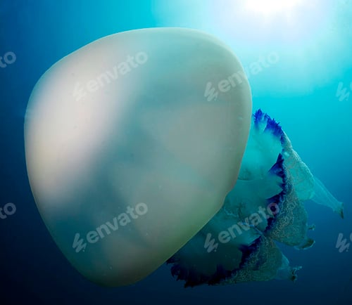 Preview: Glow in the dark jellyfish