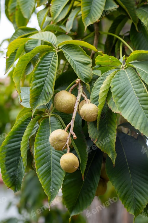 Preview: Aesculus flava Fruits on the tree. Green leaves. Bitter chestnut parviflora Koehnei leaf