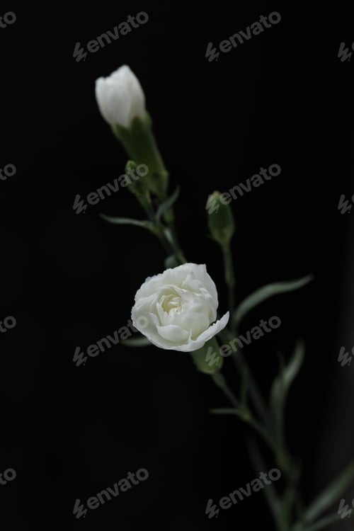 Preview: Two small white roses on a black background