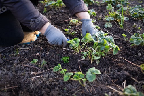 Preview: Middle-aged woman working strawberries from weeds, watering, loosening, fertilizing