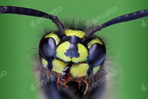 Preview: Macro shot of a beautiful bee