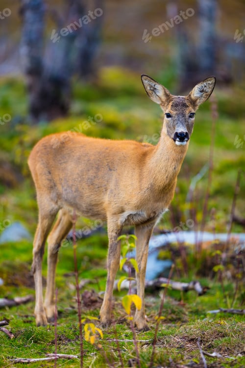 Preview: One roe deer in the forest at fall