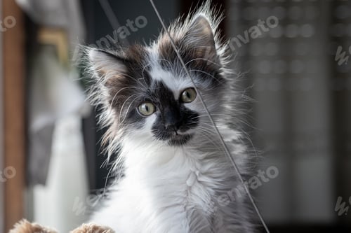Preview: Closeup of an adorable and fluffy little kitten sitting on its bed