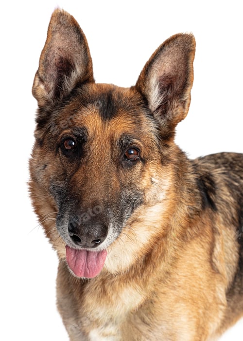 Preview: Panting Shepherd Dog Close Up Isolated