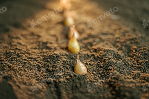 Preview: Planting seedlings in rich soil during early spring for a thriving garden