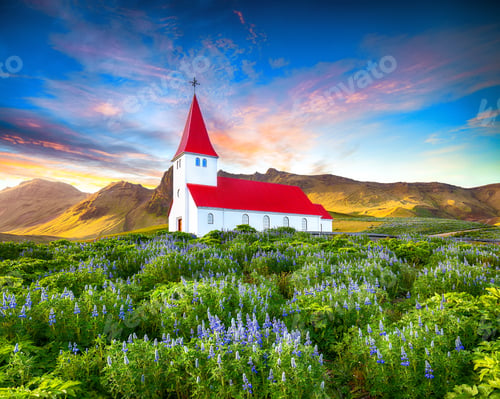 Preview: Fantastic sunset view of Vikurkirkja christian church in blooming lupine flowers