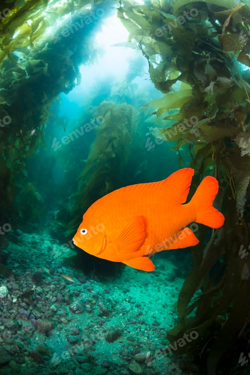 Preview: Garibaldo swimming through kelp