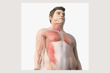 Preview: Overweight Male Anatomy: Skin, Skeleton, and Musculature