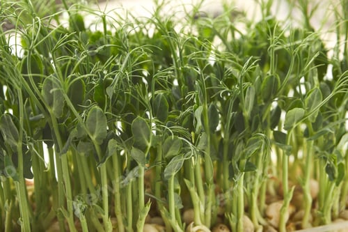 Preview: Organic growing micro greens closeup