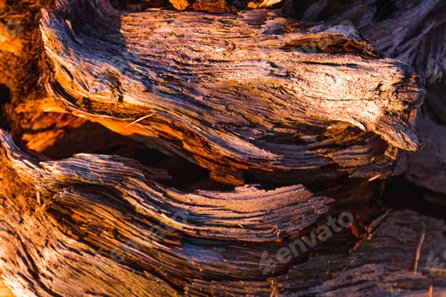 Preview: Macro shot of gorgeous textured wood during the golden hour