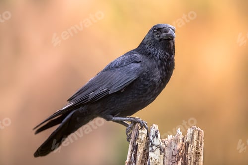 Preview: Carrion crow bright background