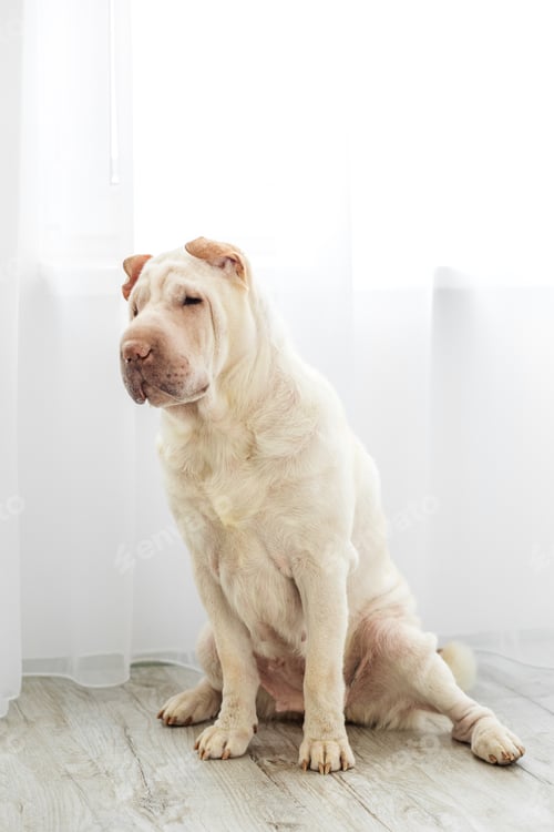 Preview: Sharpei dog breed is sitting in the room. The concept of pets, a