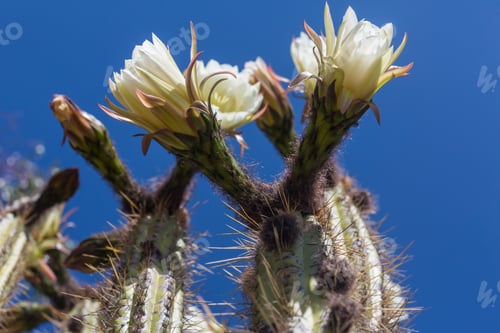 Preview: Flowering Cactus Against a Clear Blue Sky
