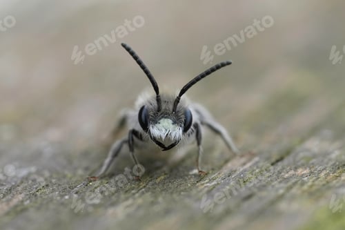 Preview: Facial closeup on a male red-bellied miner, Andrena ventralis sitting on wood