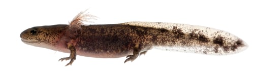 Preview: Fire salamander larva