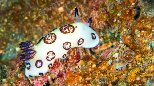 Preview: Sea Slug, Lembeh, Indonesia