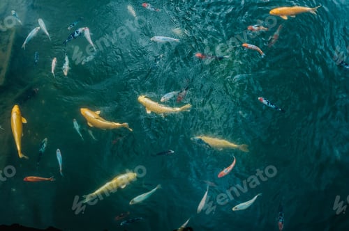 Preview: Colorful carp of koi floating in a pond. Fish in the water. flat lay. top view.