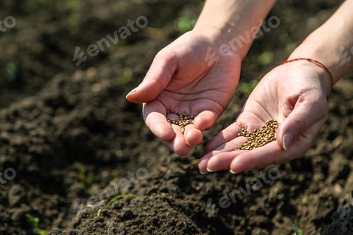Preview: A woman farmer plants seeds in the garden. Selective focus.