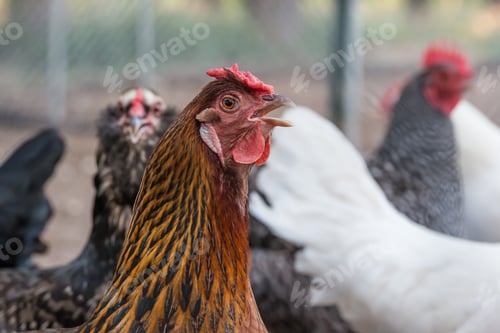 Preview: Closeup of chickens in a pen outdoors